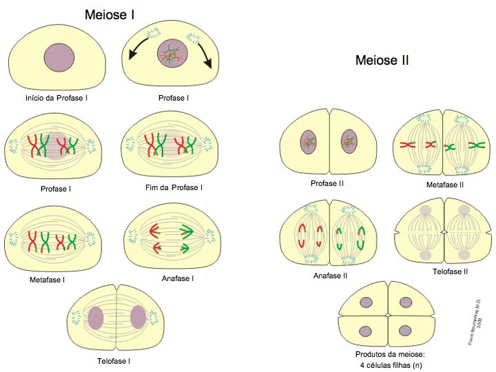 Mitose E Meiose