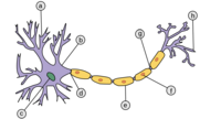 neuronio.png