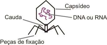 bacteriofago.png