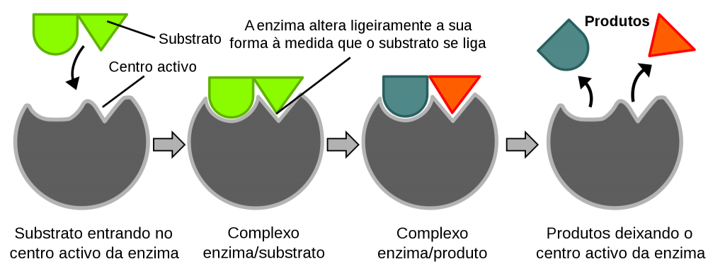Figura 1 Esquema Da Actividade Enzimática
