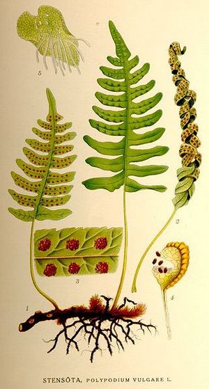 Polypodium vulgare.jpg