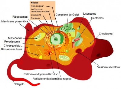 Esquemas de células eucariontes animal e vegetal