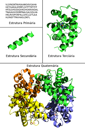 Estruturas primária, secundária, terciária e quaternária da Hemoglobina