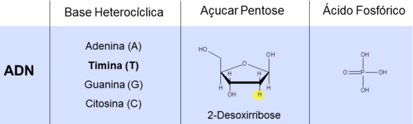 Figura 2 – Esquema ilustrativo dos elementos constituintes dos vários nucleótidos presentes no ADN